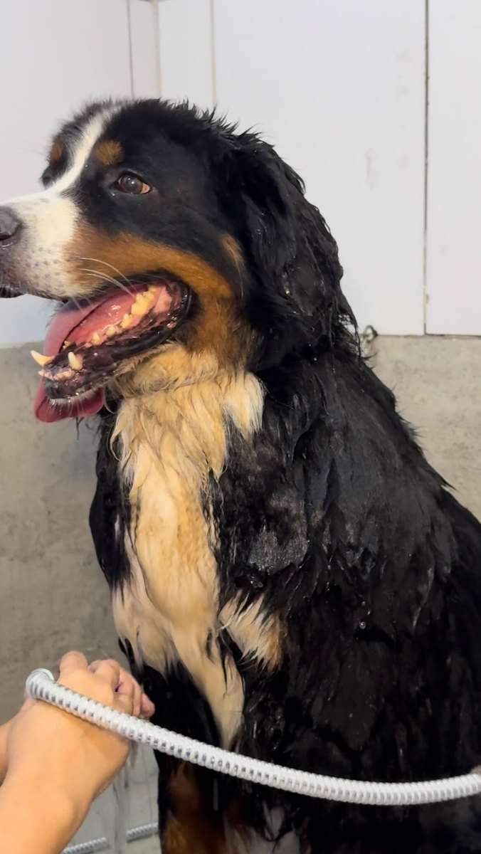 Cão Bernese durante o banho na Ubixu Pet Store