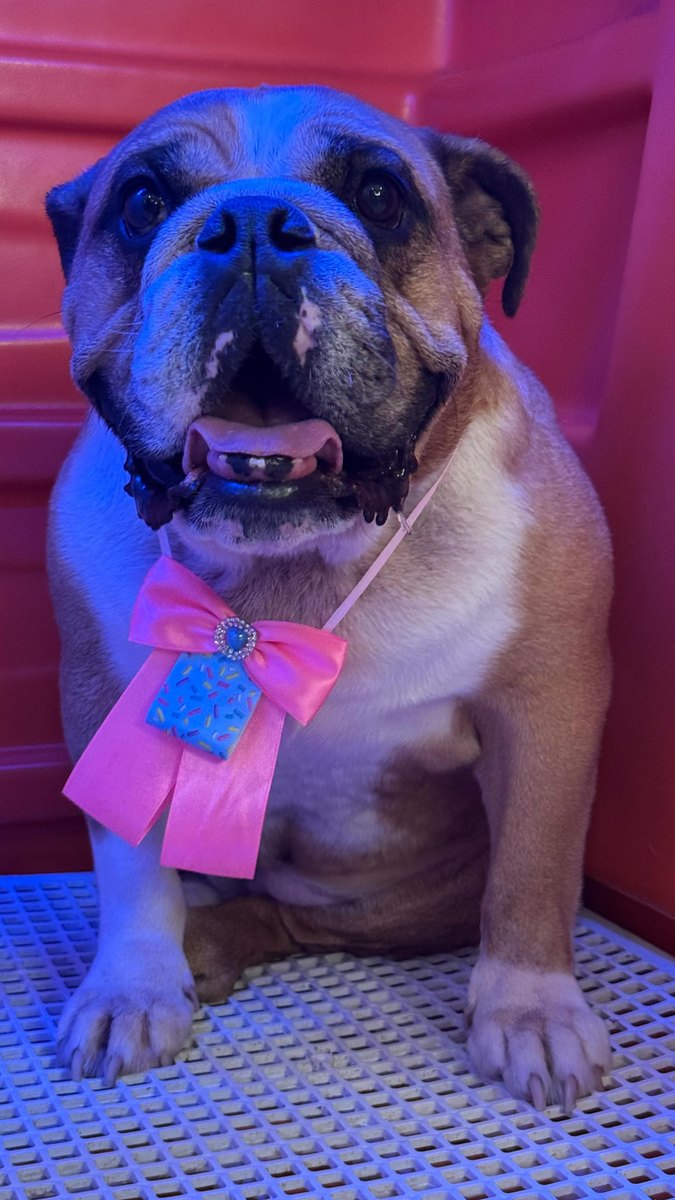 Buldogue com laço após a tosa na Ubixu Pet Store