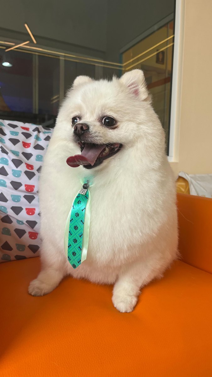Lulu da pomerânia branco recém tosado na Ubixu Pet Store