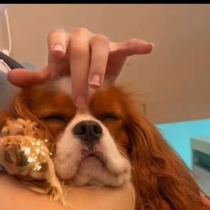 Cavalier atendido na Pandora Pet & Spa