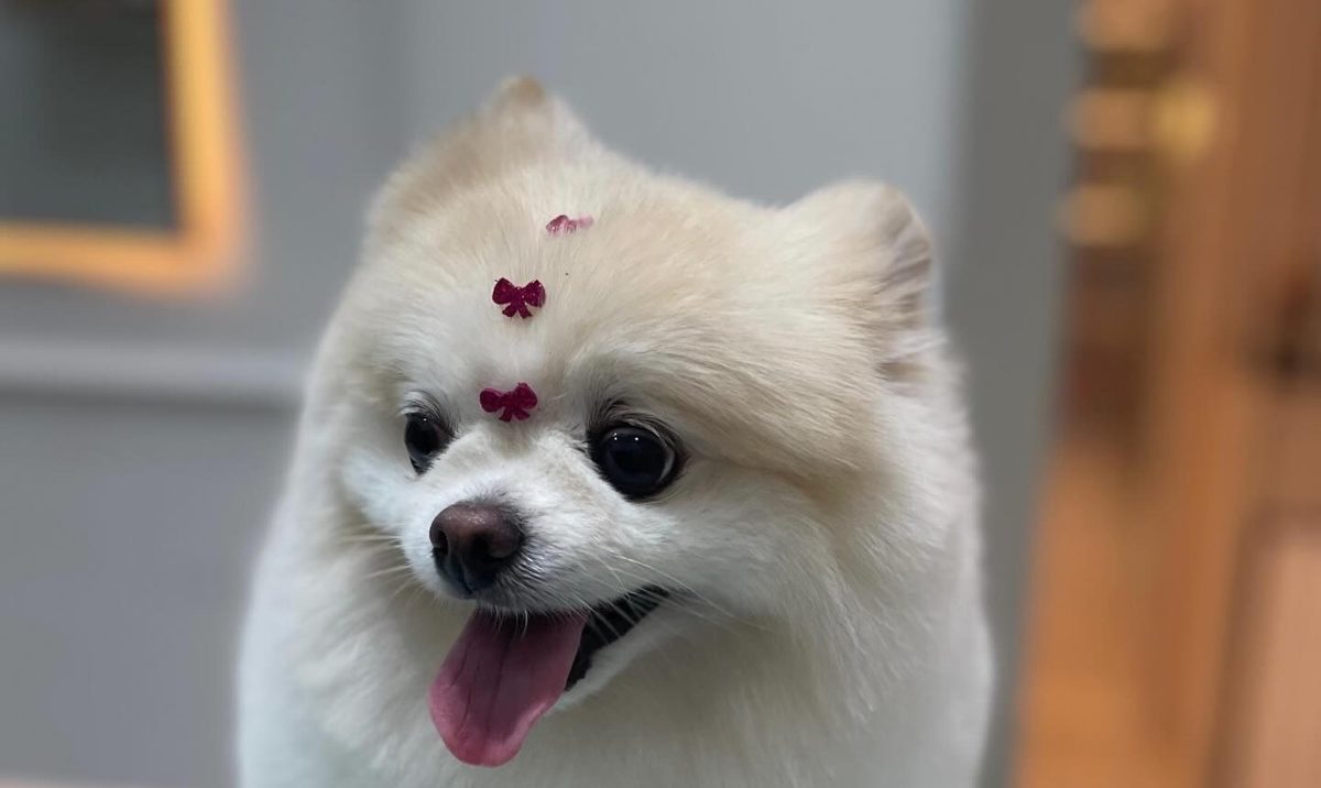 Pomerânia branca após o banho na Pandora Pet & Spa